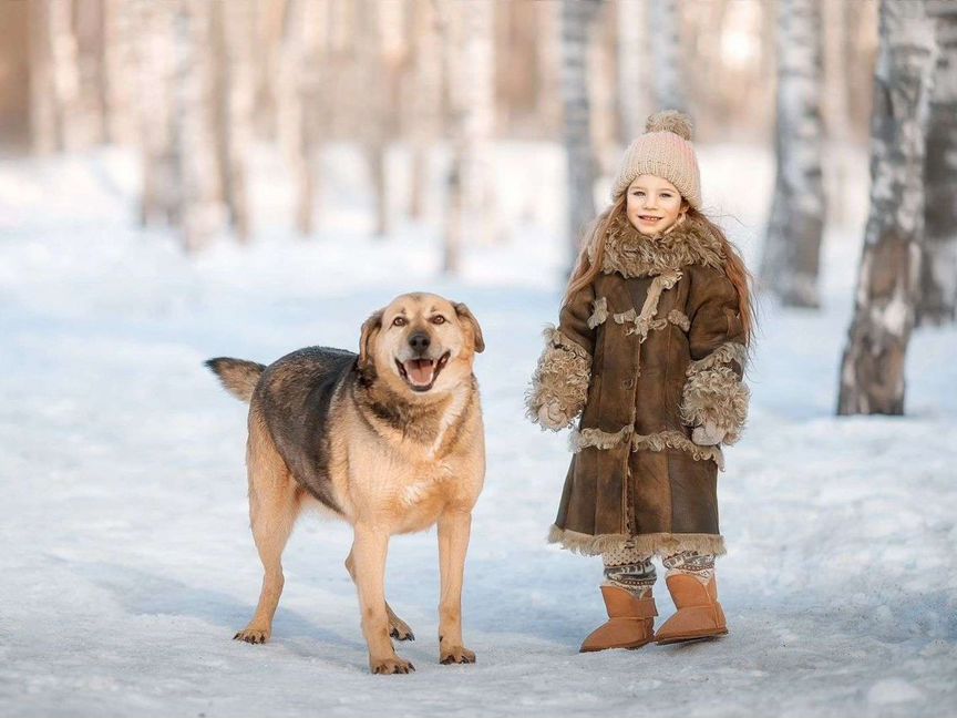 Собака в добрые руки