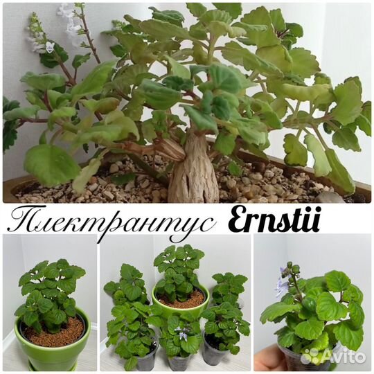 Плектрантусы комнатные растения цветы