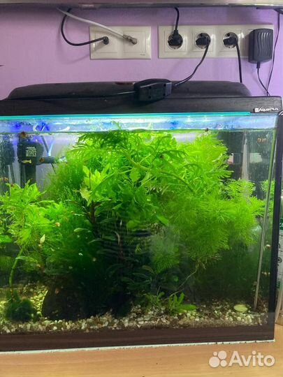 Аквариум с тумбой с растениями и рыбками