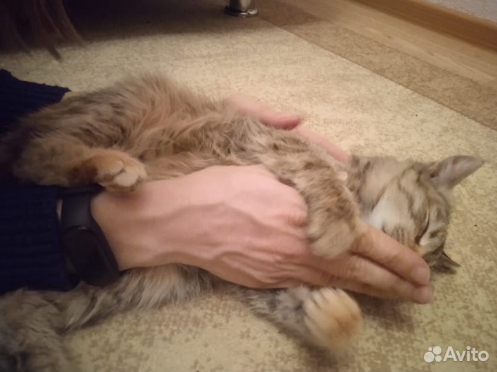 Отдам кошечку 5 месяцев