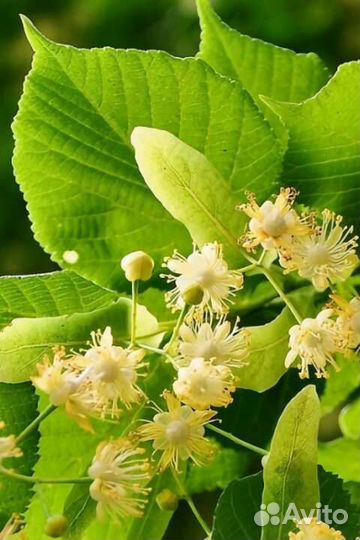 Липа саженцы