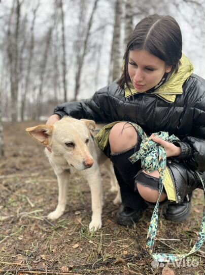 Собака Маленький Сахар