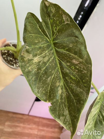 Алоказия венти вариегатная