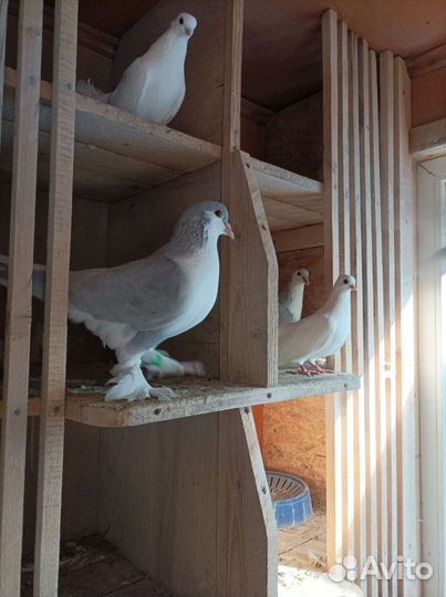 Голуби павлины, индийские лахоры