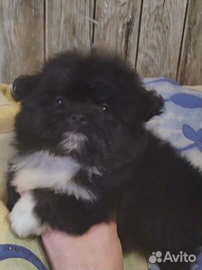 Медвежонок породы пом фризе