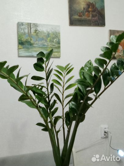 Замиокулькас