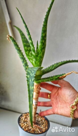 Коллекционные алоэ