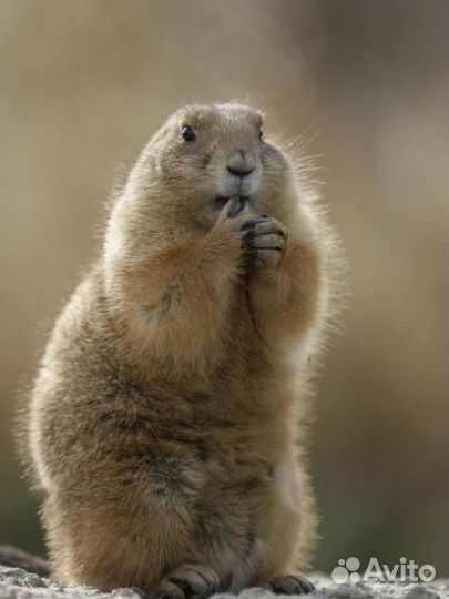 Сурковый жир (байбак)