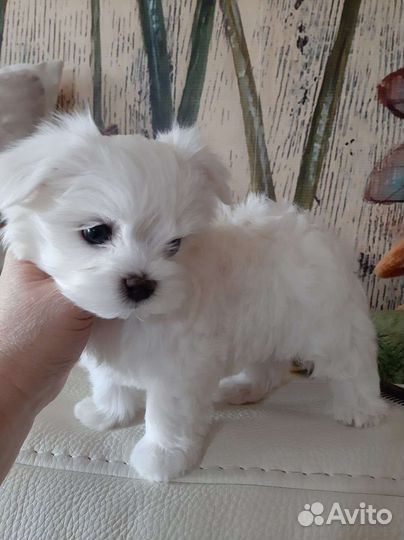 Мальтийская болонка. Мимишные Мальтезе. РКФ