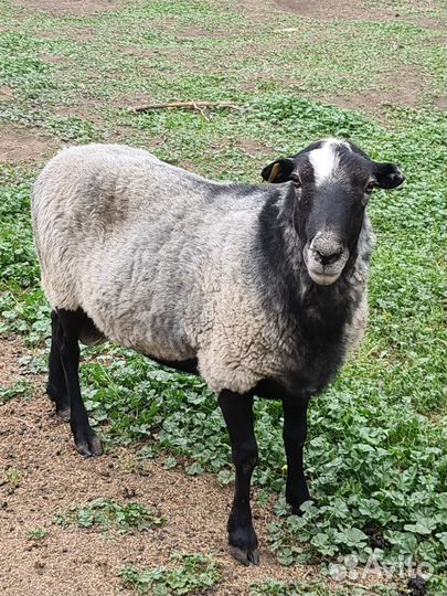 Продам Романовского барана на племя