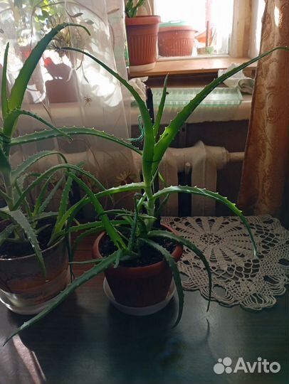 Алоэ столетник