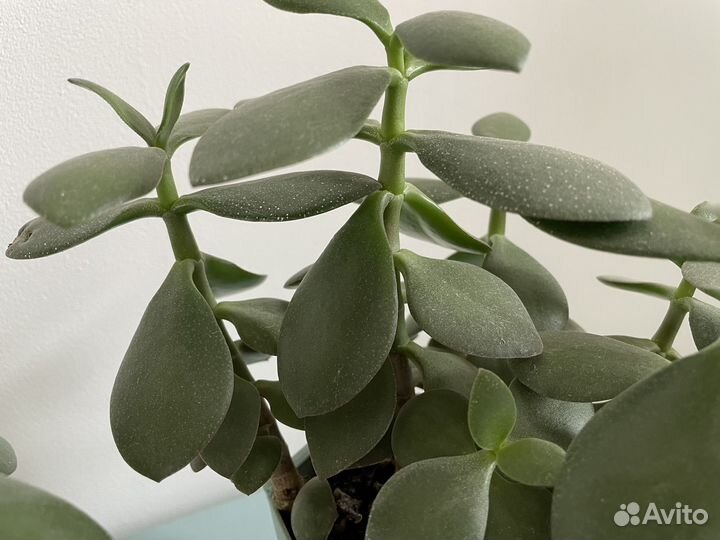 Цветок Крассула толстянка обмен