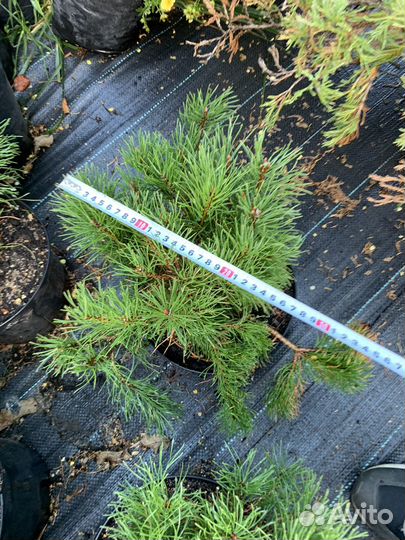Сосна горная в ассортименте