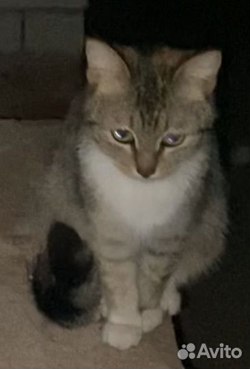 Пристраивается кошечка