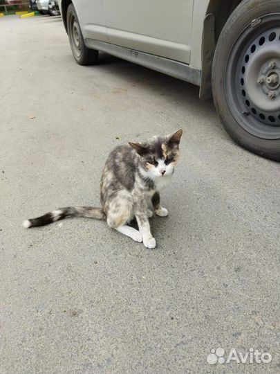 Кошка просит помощи