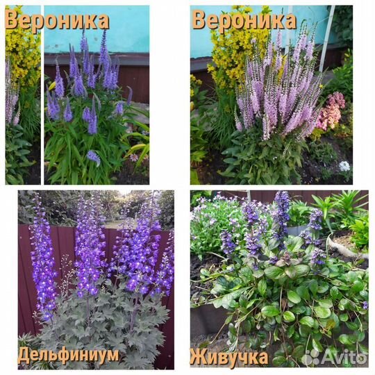Многолетние растения