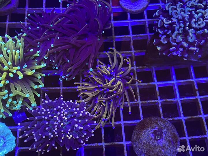 Коралл эуфилия (Euphyllia)