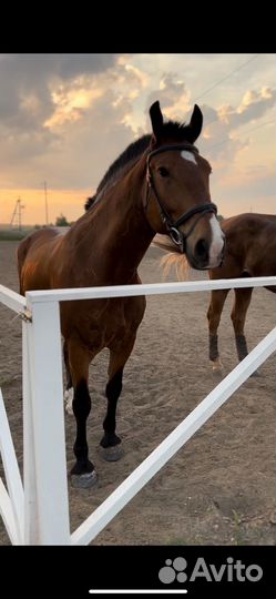 Лошадь хобби класс