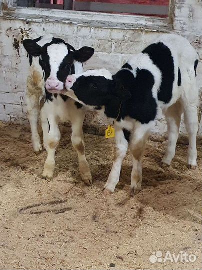 Бычки телята