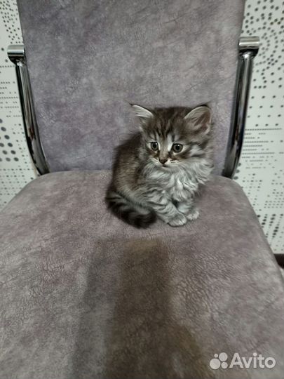 Котята в добрые руки даром