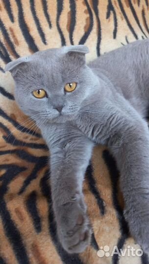 Британские котята