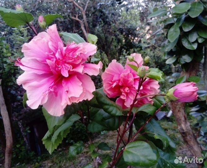 Гибискус китайская роза