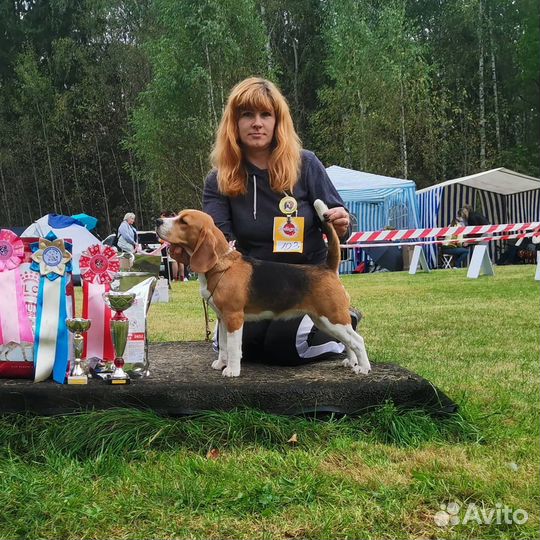 Семья биглей