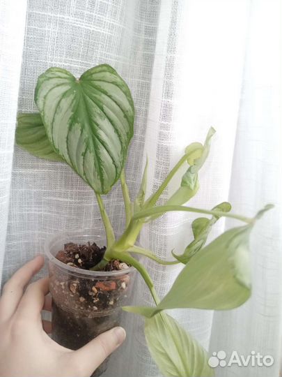 Филодендрон