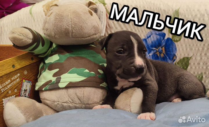 Стаффордширский терьер
