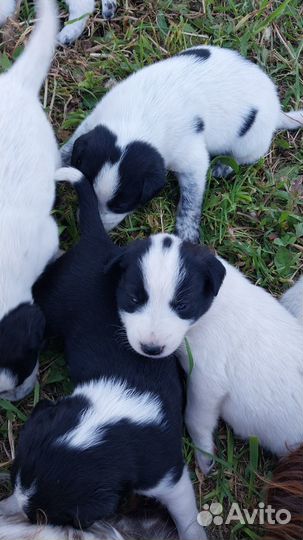 Отдам щенков