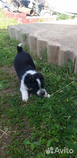 Собаки бесплатно в добрые руки щенки