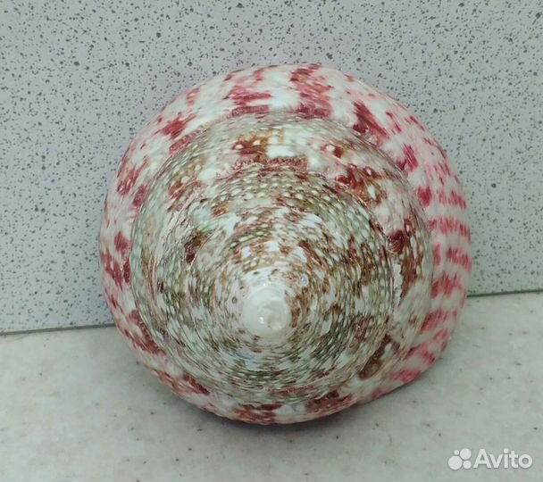 Трохус красный 5,6*6,7 морская ракушка раковина