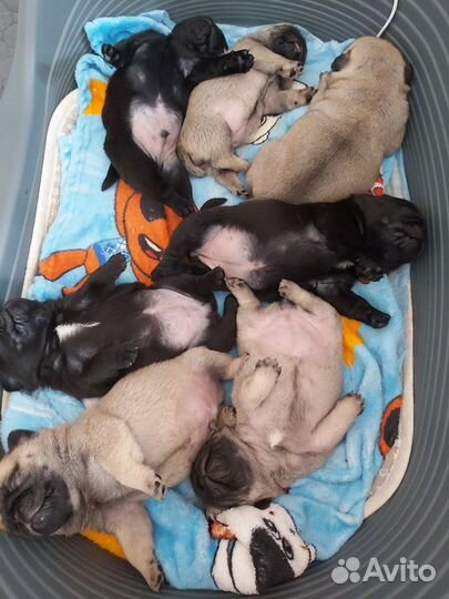 Щенки мопса