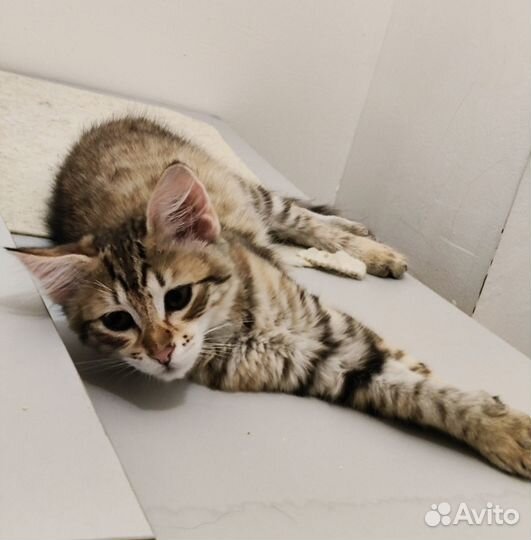 Котёнок тигрёнок в добрые руки