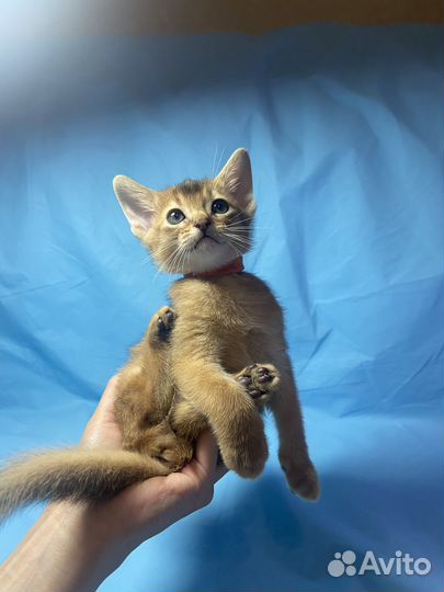 Абиссинские котята