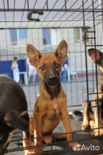 Щенки от маленькой собачки