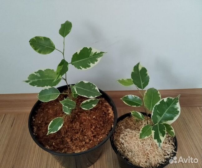 Фикус Бенджамина разные размеры