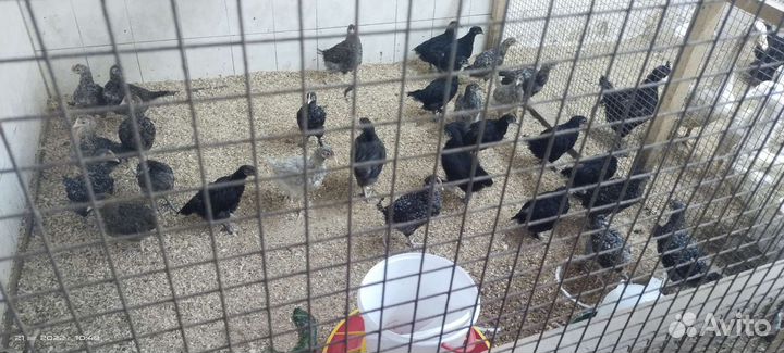 Куры молодки