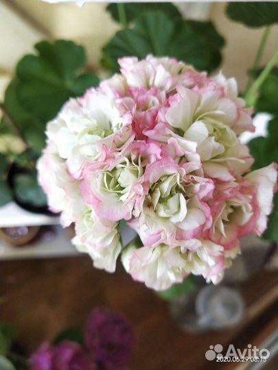 Пеларгония герань