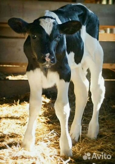 Телята бычки на откорм, доставка бесплатно