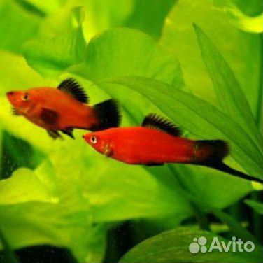 Меченосец берлинский