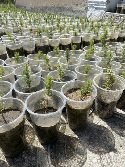 Черенки голубой ели