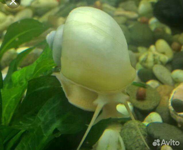 Улитки аквариумные ампулярии