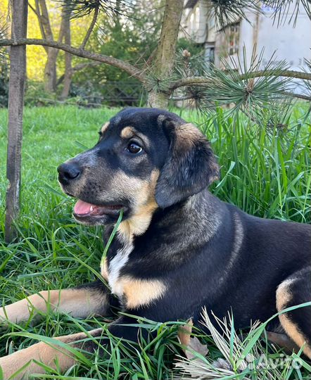 Собака в добрые руки