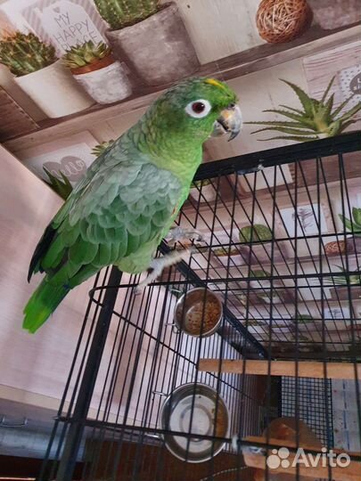 Попугай Амазон Мюллера