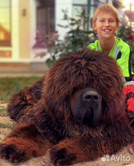 Щенок тибетского мастифа