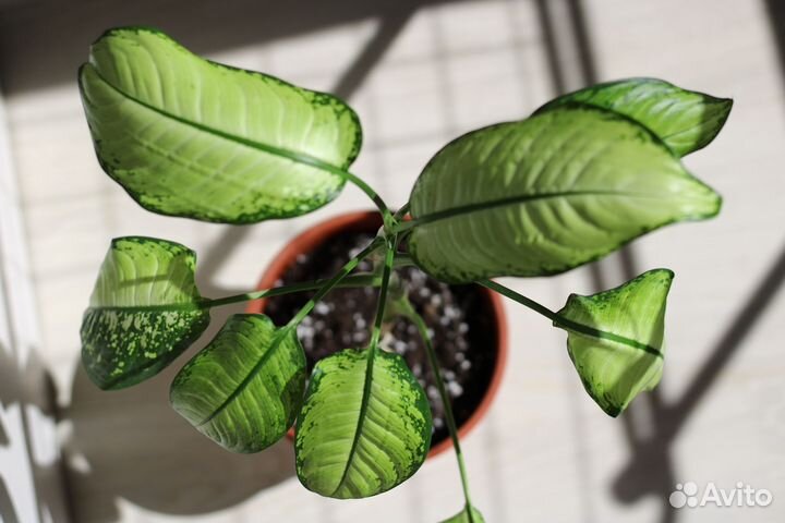 Диффенбахия