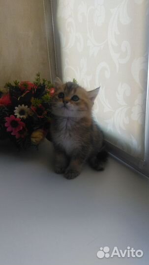 Шотландский котёнок