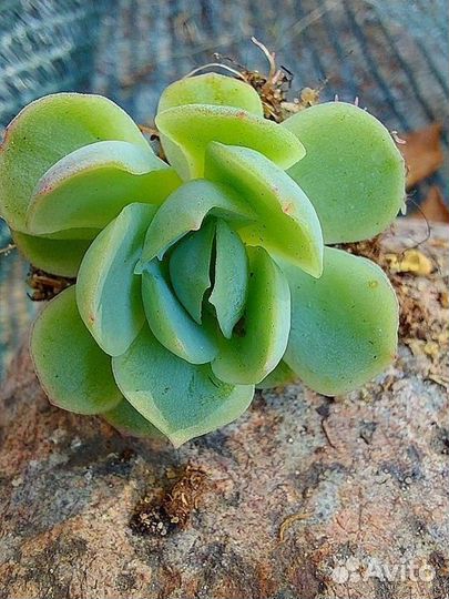 Суккуленты