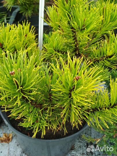 Сосна сортовая